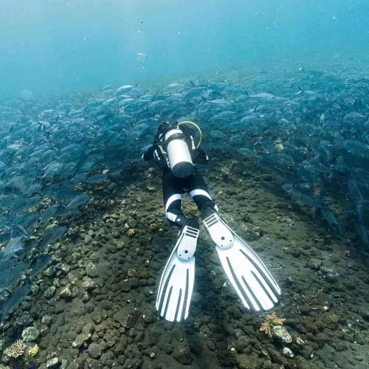 Mares Erwachsene Flossen mit Riemen Fins Avanti Quattro Plus